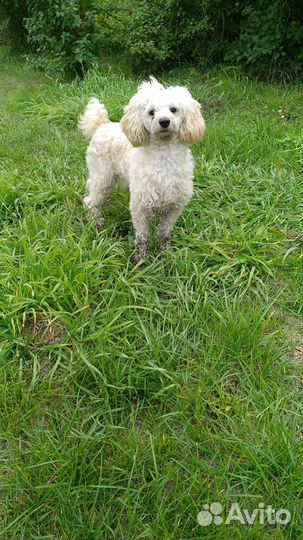 Ищем подружку для Пуделя мальчика