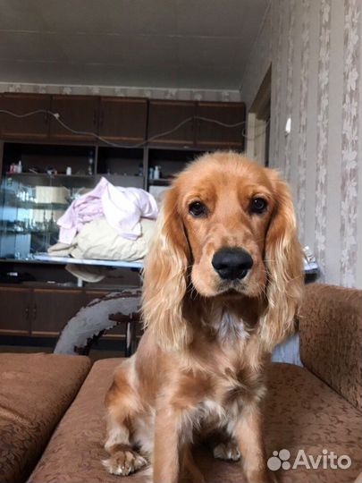 Ищем невесту для вязки