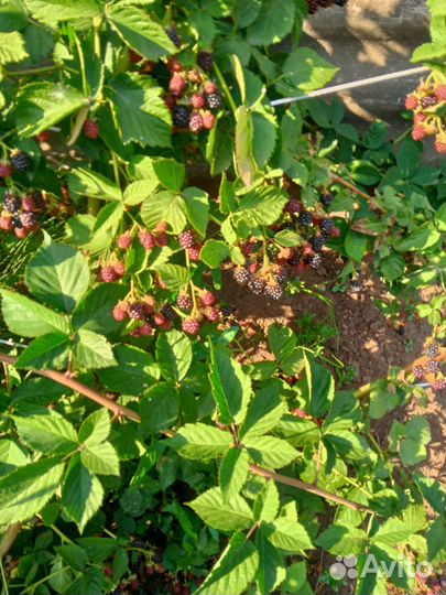 Саженцы ежевики