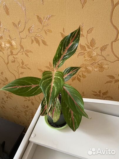 Аглаонемы, филодендрон карамель