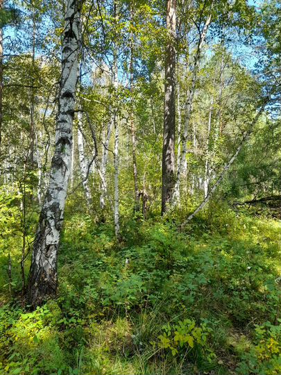 Участок 16 сот. (ИЖС)