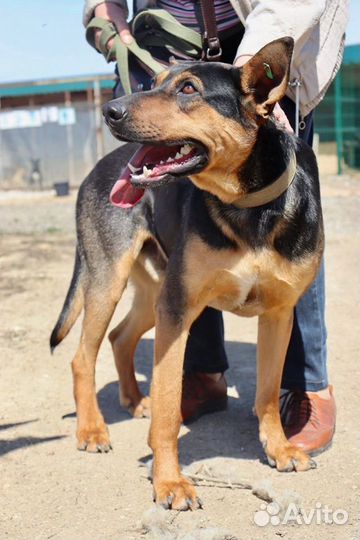 Дукат в добрые руки