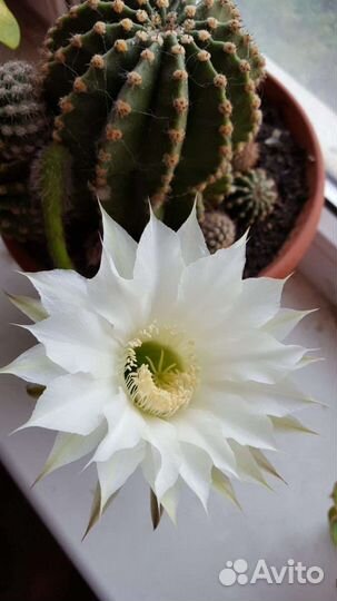 Кактус цветущий (детки большого кактуса)