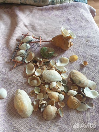 Ракушки катушки
