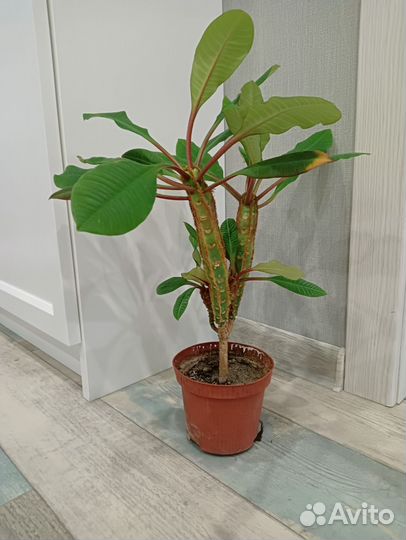 Кактус, молочай