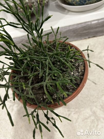 Хатиора, суккулент