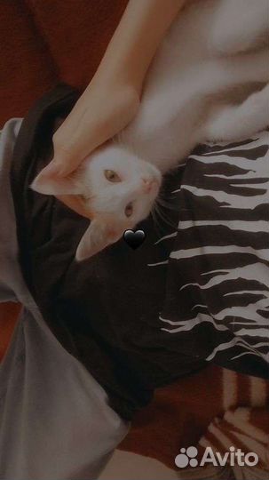 Отдам кошечку бесплатно