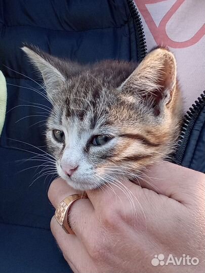 Котята подкидыши