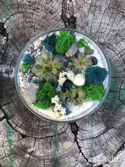 Флорариум живые цветы