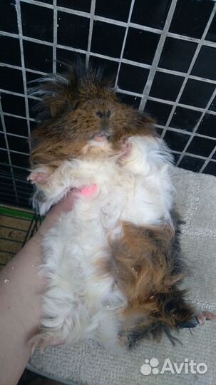 Отдам морскую свинку в добрые руки