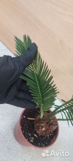 Пальма цикас