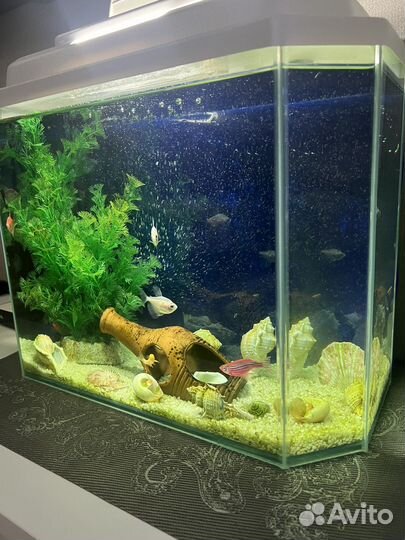 Аквариум с рыбками