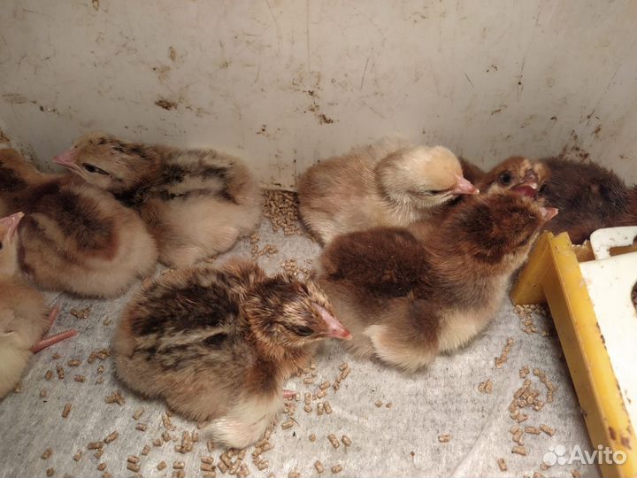 Цыплята ливенских ситцевых, Билефельдеры инк.яйцо