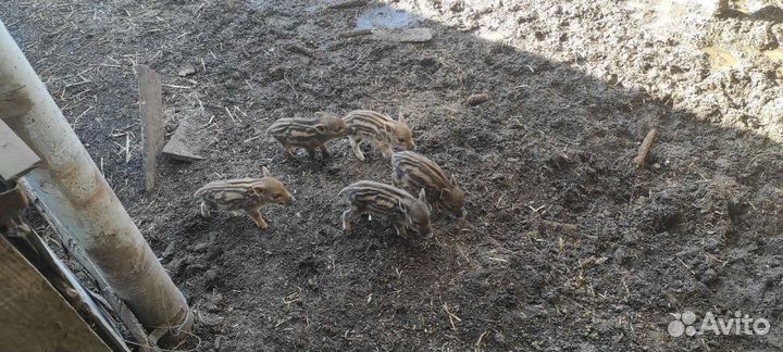 Дикие кабаны