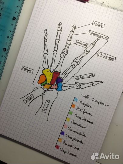 Репетитор по биологии ОГЭ