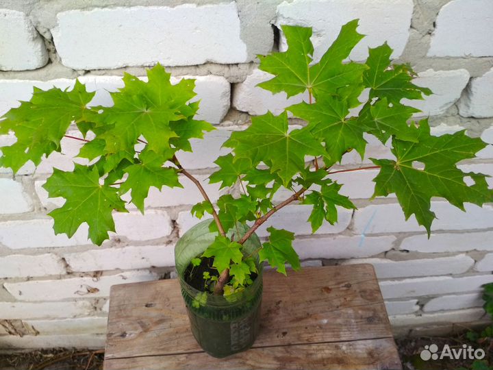 Клён европейский