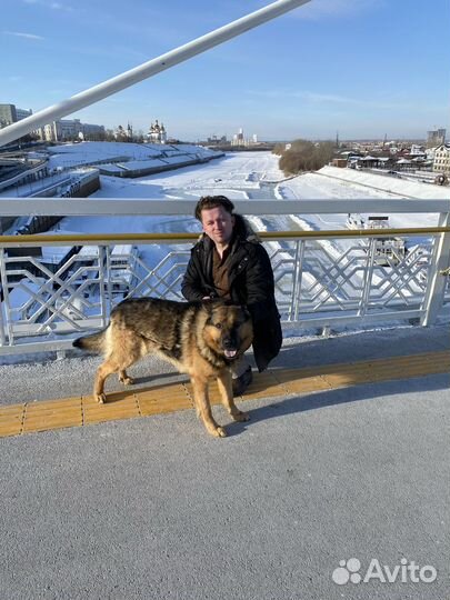 Собака немецкая овчарка в добрые руки