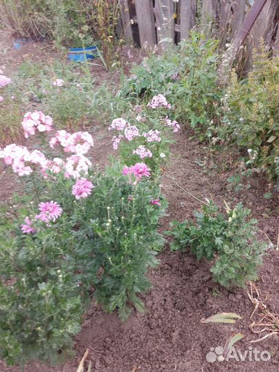 Хризантемы сортов много