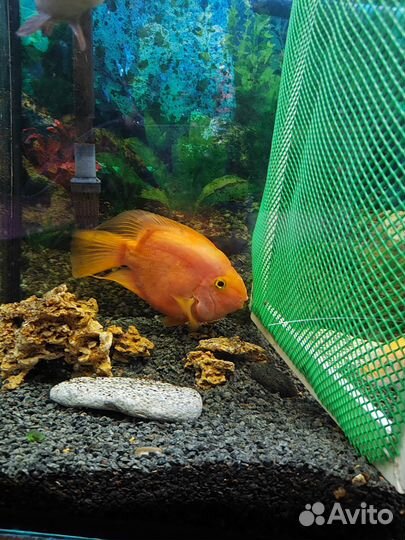 Аквариумные рыбы попугай