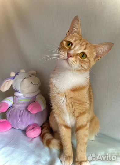 Самая слалкая кошечка