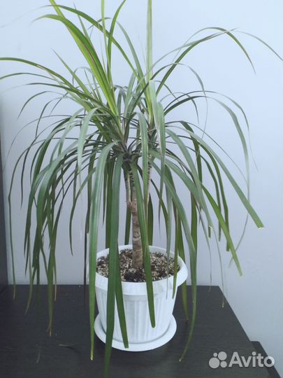 Драцена, колеус сортовой, диффенбахия