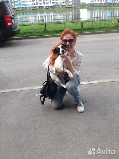 Передержка животных, догситтер