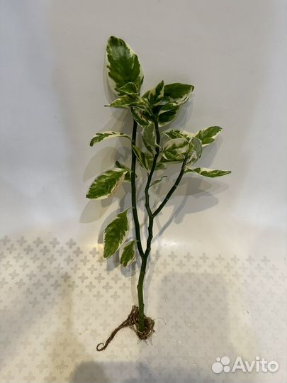 Полезный цветок педилантус (ростки)