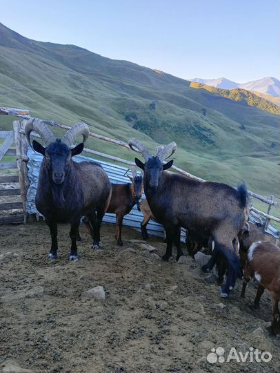 Тур Козла Тур