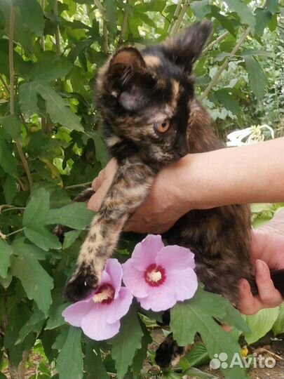 Кошечка в добрые руки