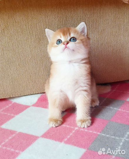 Британские золотые котята