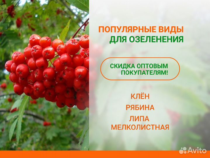 Лиственные деревья от производителя