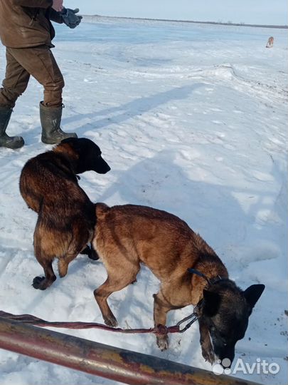 Кобель бельгийская овчарка на вязку