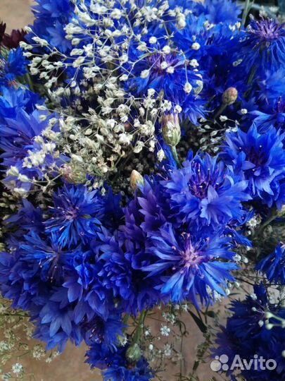 Васильки и минибукеты