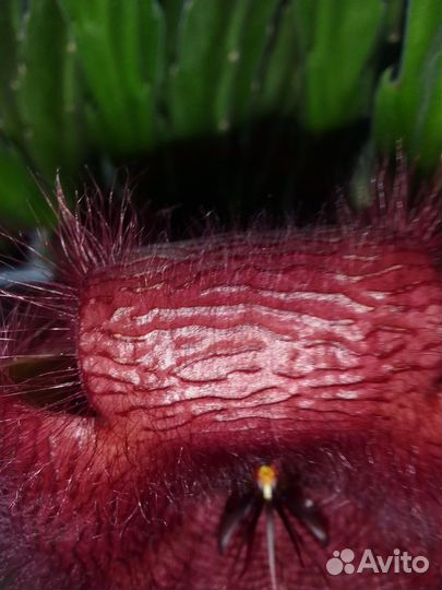 Стапелия грандифлора grandiflora