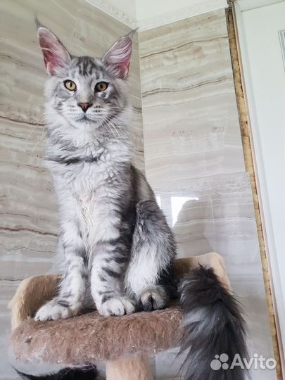 Котята мейн-кун