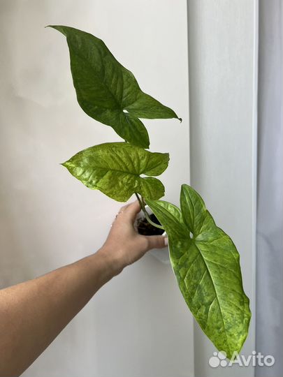 Сингониум Моттлед