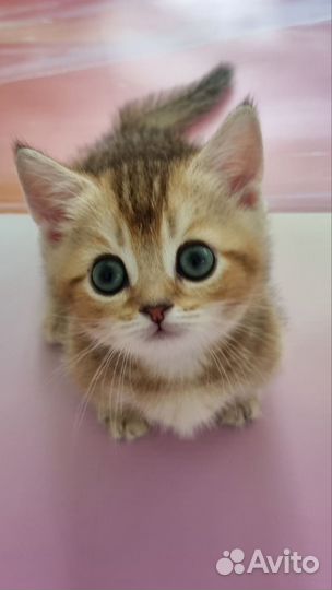 Коротколапое чудо с огромными глазами