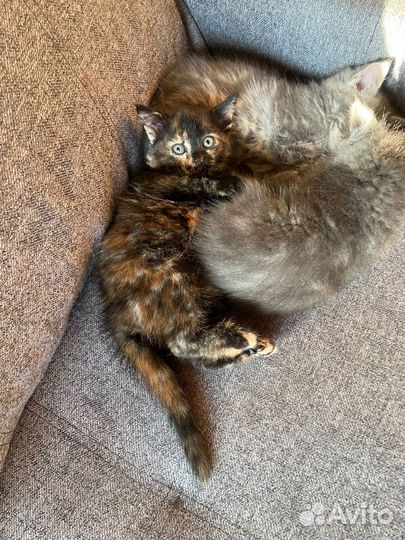 В добрые руки