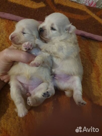 Белый медвежонок-ваша мечта