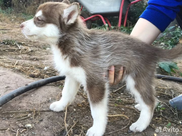Щенки Сибирской хаски