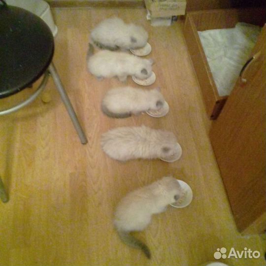 Котоняня с опытом работы