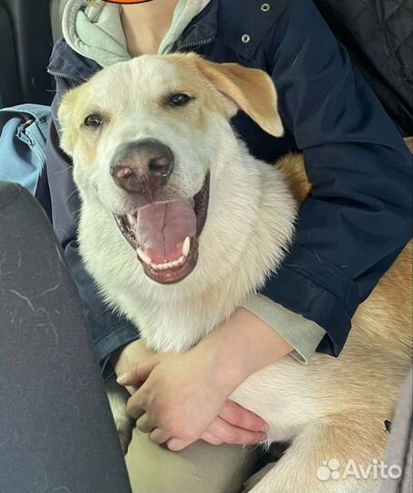 Собака в добрые руки