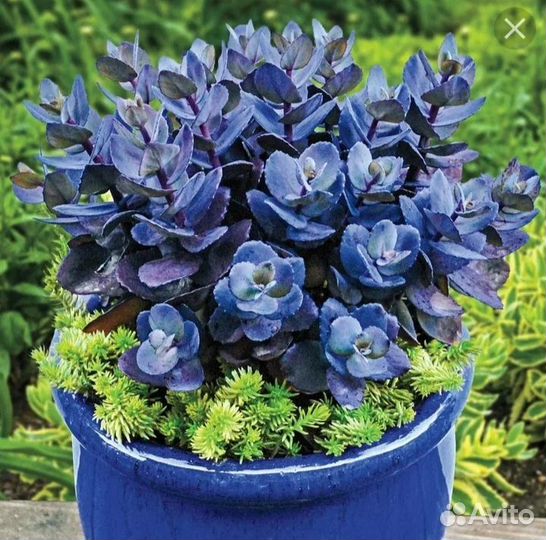 Очиток Blue Pearl (Блю Перл),укорененный черенок
