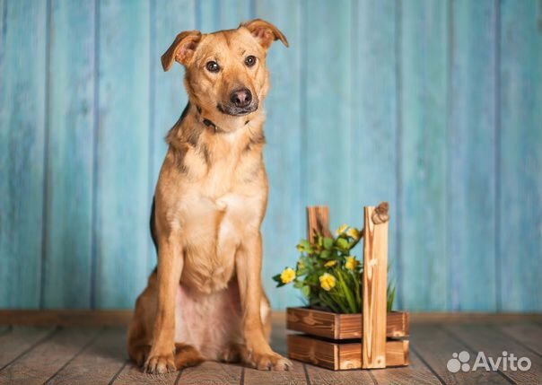 Мишель в добрые руки