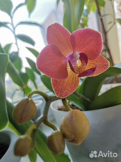 Орхидея мини