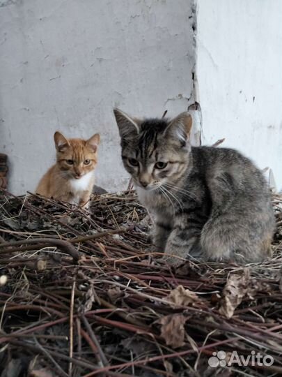 Котенок (девочка) в добрые руки бесплатно