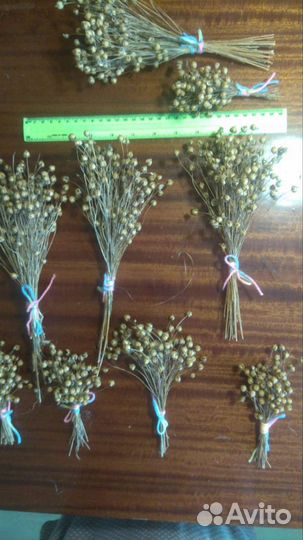 Лен сухоцвет