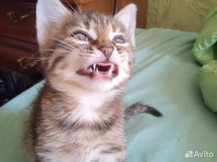 Котёнок в дар