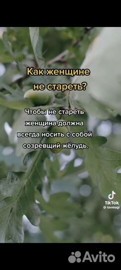 Желуди дуба