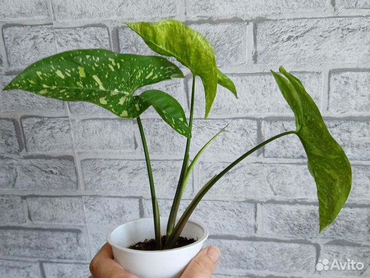 Комнатные цветы